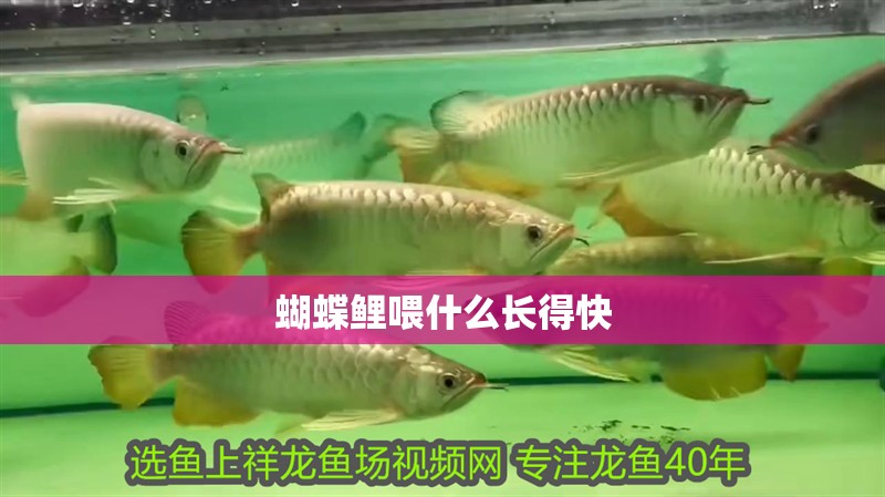 蝴蝶鯉喂什么長得快