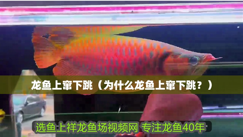 龍魚上竄下跳（為什么龍魚上竄下跳？）