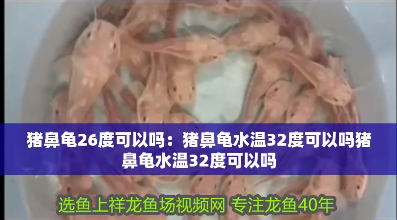豬鼻龜26度可以嗎：豬鼻龜水溫32度可以嗎豬鼻龜水溫32度可以嗎