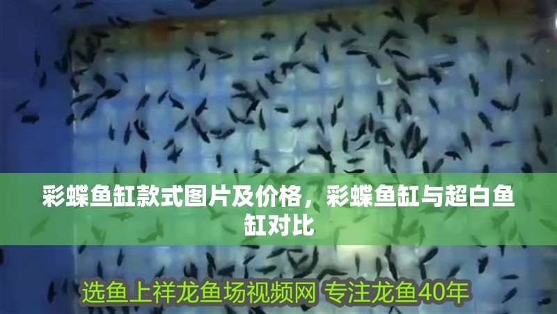 彩蝶魚缸款式圖片及價格，彩蝶魚缸與超白魚缸對比