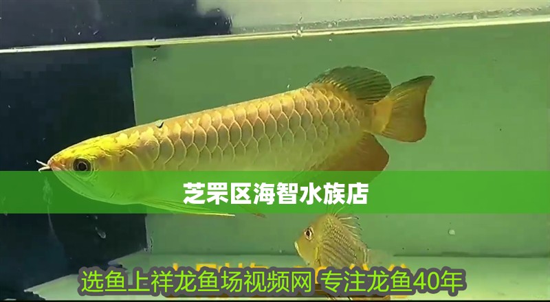 芝罘區海智水族店 芝罘區海智水族店 全國水族館企業名錄