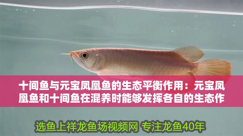 十間魚(yú)與元寶鳳凰魚(yú)的生態(tài)平衡作用：元寶鳳凰魚(yú)和十間魚(yú)在混養(yǎng)時(shí)能夠發(fā)揮各自的生態(tài)作用 十間魚(yú)與元寶鳳凰魚(yú)的生態(tài)平衡作用：元寶鳳凰魚(yú)和十間魚(yú)在混養(yǎng)時(shí)能夠發(fā)揮各自的生態(tài)作用 元寶鳳凰魚(yú)百科 第2張