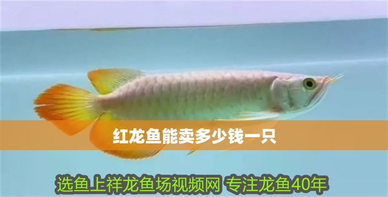 紅龍魚能賣多少錢一只