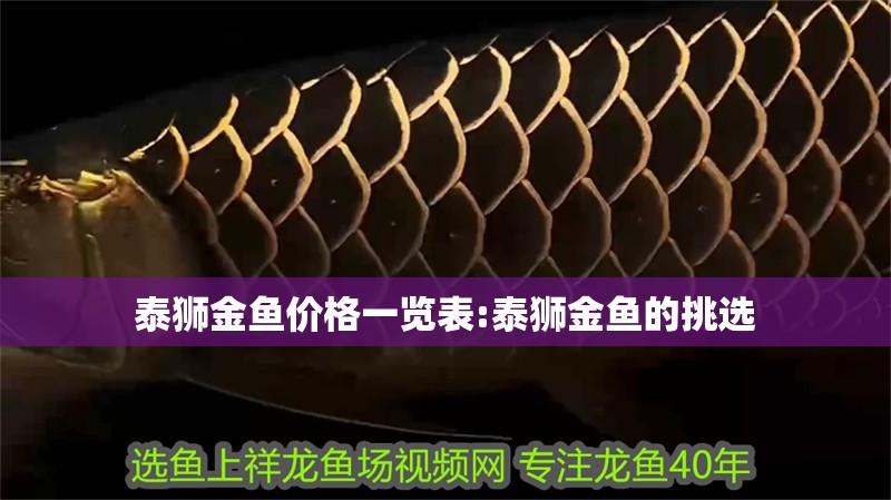 泰獅金魚價格一覽表:泰獅金魚的挑選