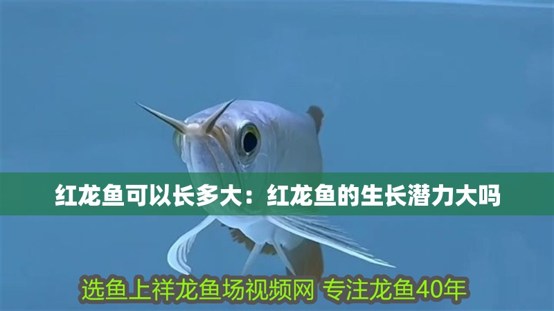 紅龍魚可以長多大：紅龍魚的生長潛力大嗎