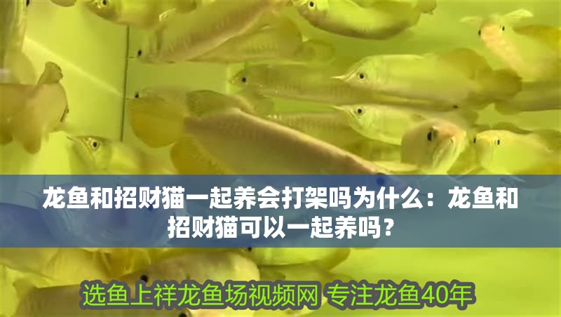 龍魚和招財貓一起養(yǎng)會打架嗎為什么：龍魚和招財貓可以一起養(yǎng)嗎？