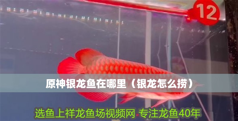 原神銀龍魚在哪里（銀龍怎么撈）