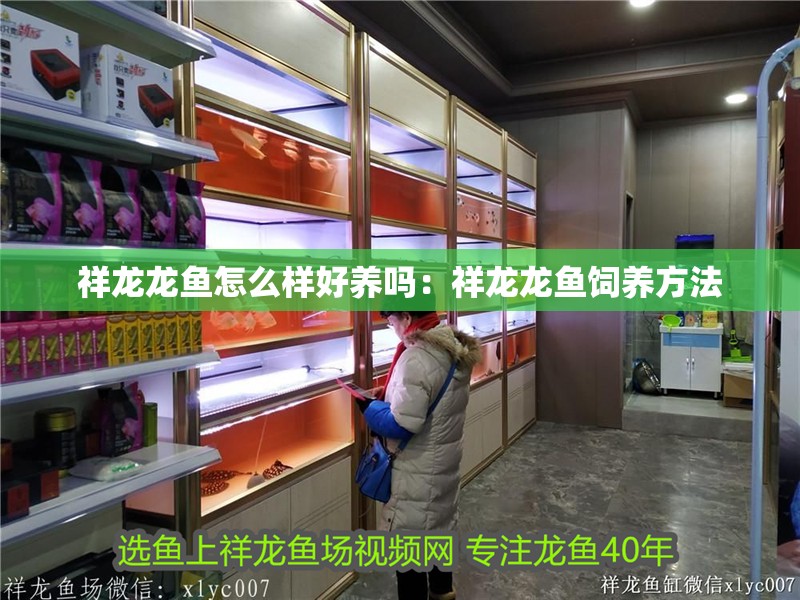 祥龍龍魚怎么樣好養嗎：祥龍龍魚飼養方法 祥龍龍魚怎么樣好養嗎：祥龍龍魚飼養方法 龍魚百科