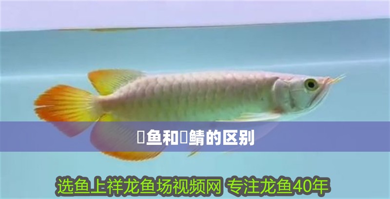 魟魚和魟鯖的區別