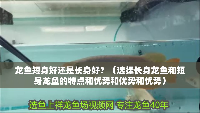 龍魚短身好還是長身好？（選擇長身龍魚和短身龍魚的特點和優勢和優勢和優勢） 龍魚短身好還是長身好？（選擇長身龍魚和短身龍魚的特點和優勢和優勢和優勢） 龍魚百科