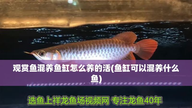 詳細(xì)閱讀:觀賞魚混養(yǎng)魚缸怎么養(yǎng)的活(魚缸可以混養(yǎng)什么魚) 觀賞魚混養(yǎng)魚缸怎么養(yǎng)的活(魚缸可以混養(yǎng)什么魚)