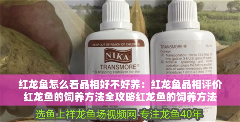 紅龍魚怎么看品相好不好養：紅龍魚品相評價紅龍魚的飼養方法全攻略紅龍魚的飼養方法