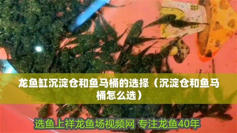 龍魚缸沉淀倉和魚馬桶的選擇（沉淀倉和魚馬桶怎么選）