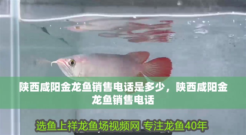 陜西咸陽金龍魚銷售電話是多少，陜西咸陽金龍魚銷售電話 陜西咸陽金龍魚銷售電話是多少，陜西咸陽金龍魚銷售電話 龍魚百科