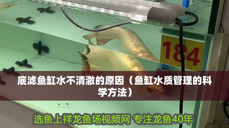 底濾魚缸水不清澈的原因（魚缸水質管理的科學方法）