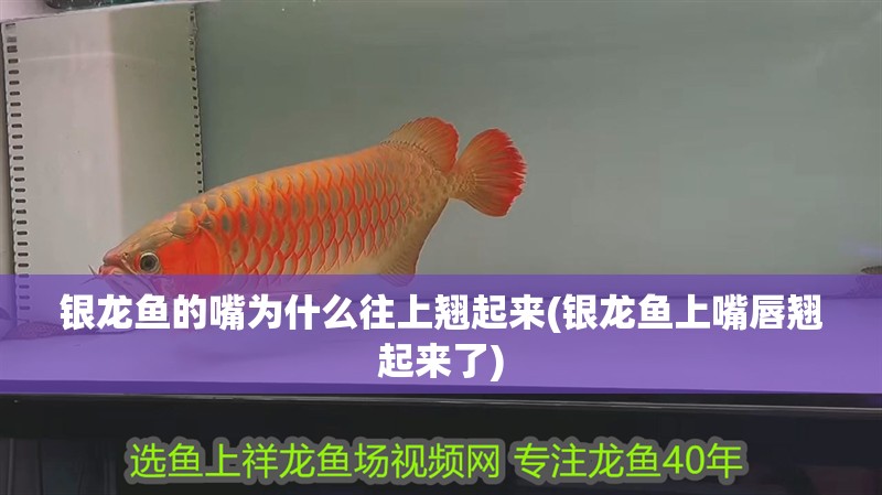 銀龍魚的嘴為什么往上翹起來(銀龍魚上嘴唇翹起來了)