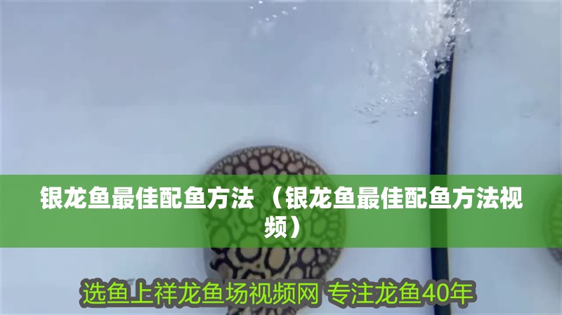 銀龍魚最佳配魚方法 （銀龍魚最佳配魚方法視頻）