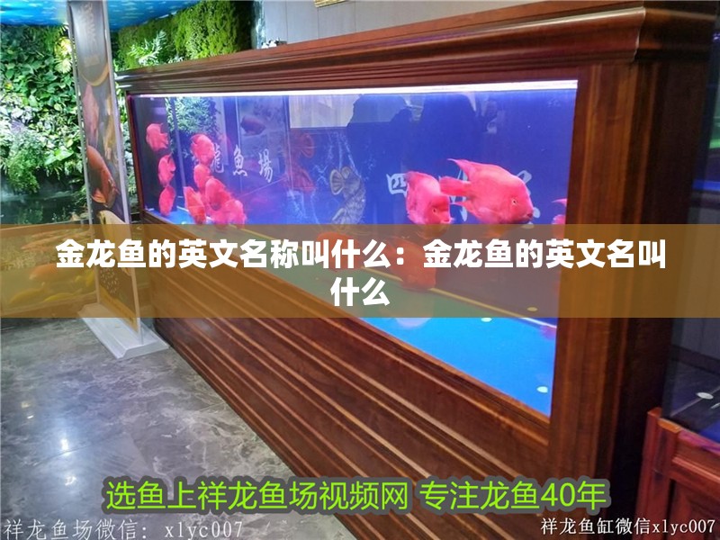 金龍魚的英文名稱叫什么：金龍魚的英文名叫什么 金龍魚的英文名稱叫什么：金龍魚的英文名叫什么 龍魚百科