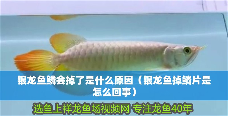 銀龍魚鱗會掉了是什么原因（銀龍魚掉鱗片是怎么回事） 銀龍魚鱗會掉了是什么原因（銀龍魚掉鱗片是怎么回事） 銀龍魚百科