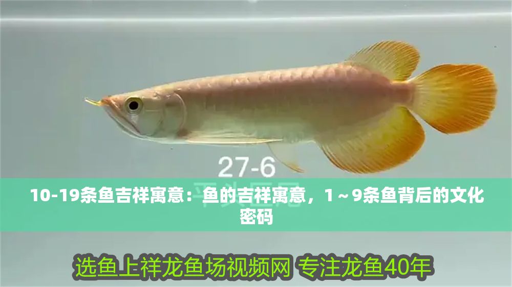 10-19條魚吉祥寓意：魚的吉祥寓意，1～9條魚背后的文化密碼 10-19條魚吉祥寓意：魚的吉祥寓意，1～9條魚背后的文化密碼 龍魚百科 第1張