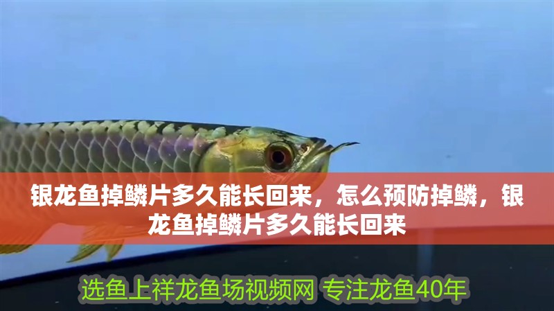 銀龍魚掉鱗片多久能長回來，怎么預(yù)防掉鱗，銀龍魚掉鱗片多久能長回來