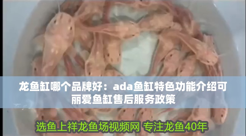 龍魚缸哪個品牌好：ada魚缸特色功能介紹可麗愛魚缸售后服務政策