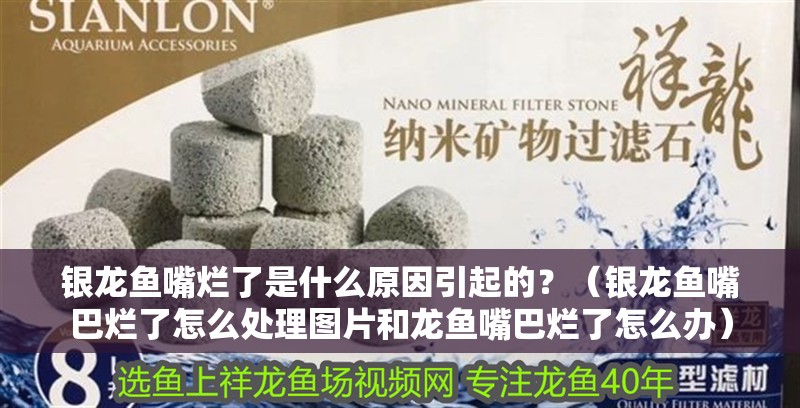 銀龍魚嘴爛了是什么原因引起的？（銀龍魚嘴巴爛了怎么處理圖片和龍魚嘴巴爛了怎么辦）