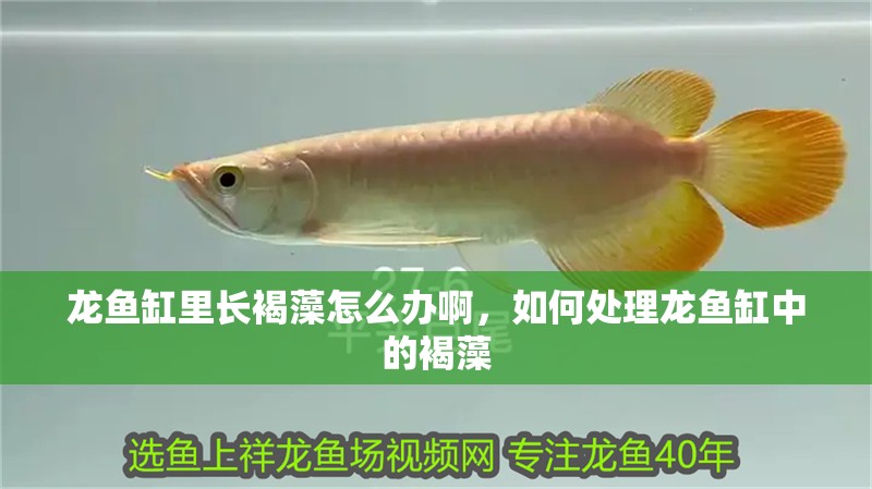 龍魚缸里長褐藻怎么辦啊，如何處理龍魚缸中的褐藻
