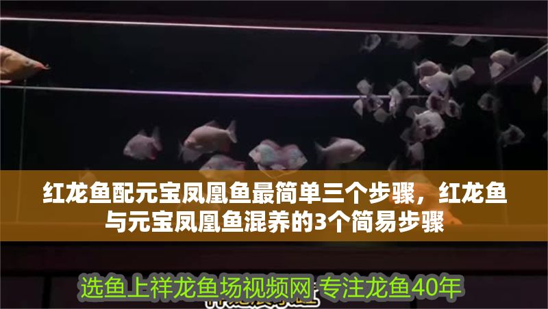 紅龍魚配元寶鳳凰魚最簡單三個步驟，紅龍魚與元寶鳳凰魚混養的3個簡易步驟 紅龍魚配元寶鳳凰魚最簡單三個步驟，紅龍魚與元寶鳳凰魚混養的3個簡易步驟 龍魚百科 第1張