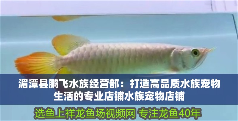 湄潭縣鵬飛水族經營部：打造高品質水族寵物生活的專業店鋪水族寵物店鋪