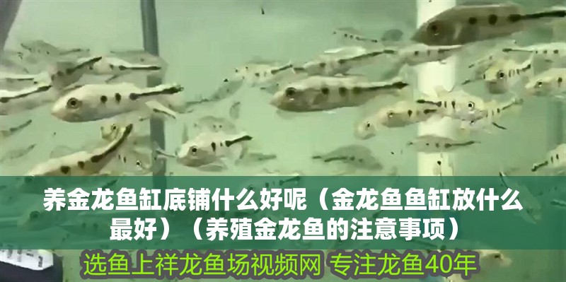 養金龍魚缸底鋪什么好呢（金龍魚魚缸放什么最好）（養殖金龍魚的注意事項）
