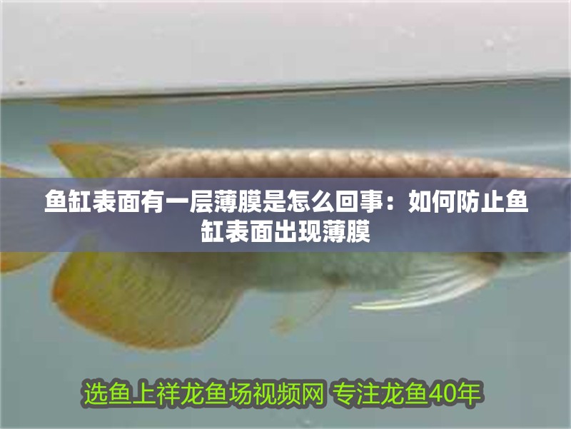 魚缸表面有一層薄膜是怎么回事：如何防止魚缸表面出現(xiàn)薄膜 魚缸表面有一層薄膜是怎么回事：如何防止魚缸表面出現(xiàn)薄膜 魚缸百科