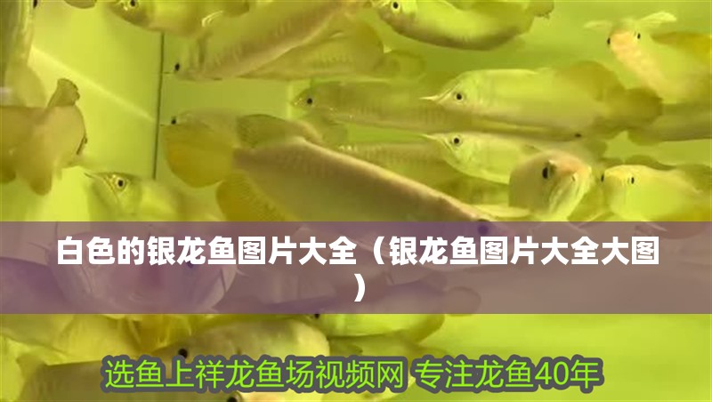 白色的銀龍魚圖片大全（銀龍魚圖片大全大圖）