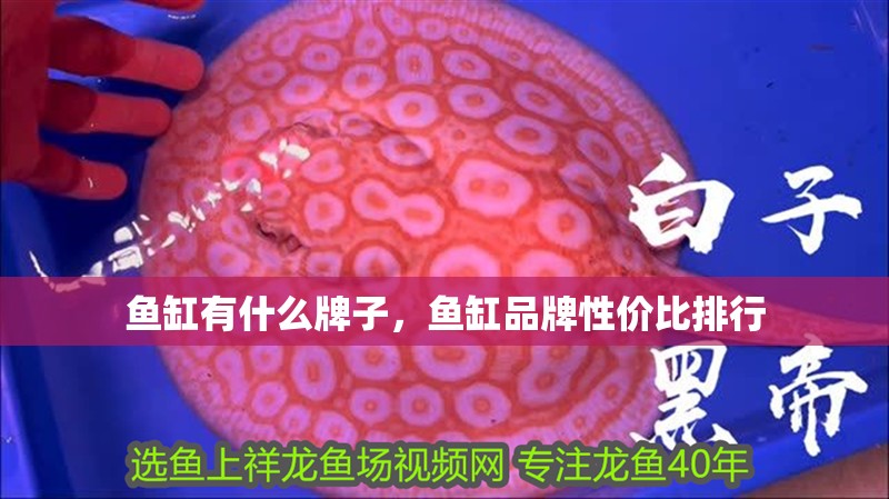 魚缸有什么牌子，魚缸品牌性價比排行