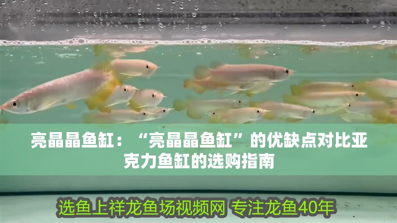亮晶晶魚缸：“亮晶晶魚缸”的優缺點對比亞克力魚缸的選購指南