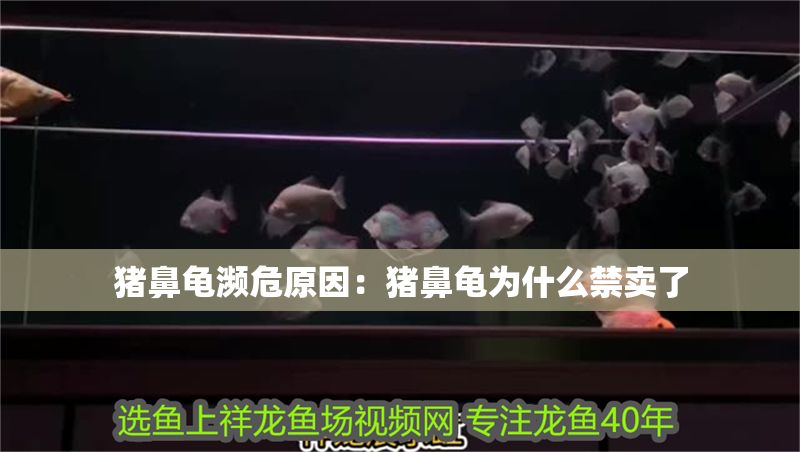 豬鼻龜瀕危原因：豬鼻龜為什么禁賣(mài)了