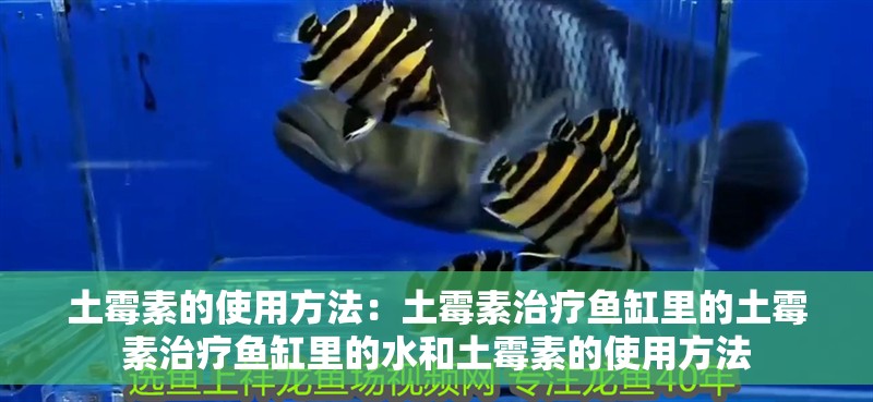 土霉素的使用方法：土霉素治療魚缸里的土霉素治療魚缸里的水和土霉素的使用方法