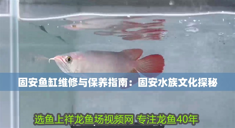 固安魚缸維修與保養指南：固安水族文化探秘
