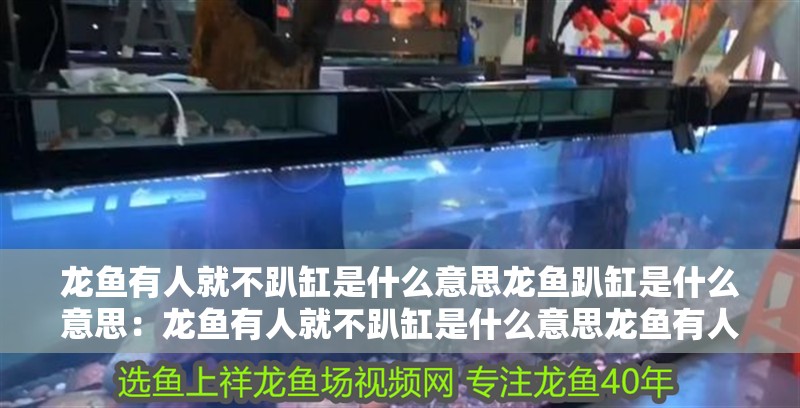龍魚有人就不趴缸是什么意思龍魚趴缸是什么意思：龍魚有人就不趴缸是什么意思龍魚有人就不趴缸是什么意思