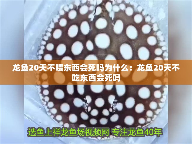 龍魚20天不喂東西會死嗎為什么：龍魚20天不吃東西會死嗎