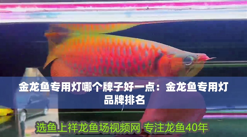 金龍魚專用燈哪個牌子好一點：金龍魚專用燈品牌排名