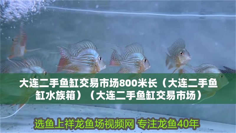 大連二手魚缸交易市場800米長（大連二手魚缸水族箱）（大連二手魚缸交易市場）