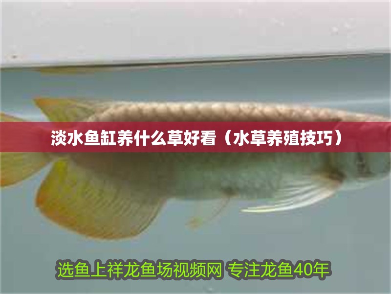 淡水魚缸養什么草好看（水草養殖技巧） 淡水魚缸養什么草好看（水草養殖技巧） 魚缸百科