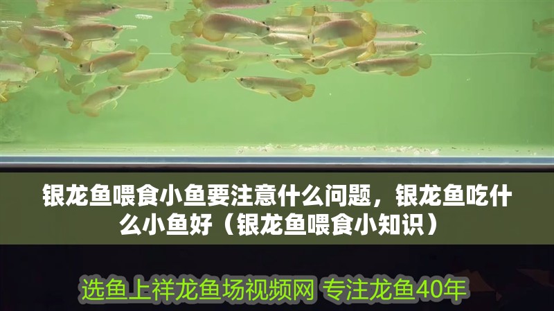 銀龍魚喂食小魚要注意什么問題，銀龍魚吃什么小魚好（銀龍魚喂食小知識）