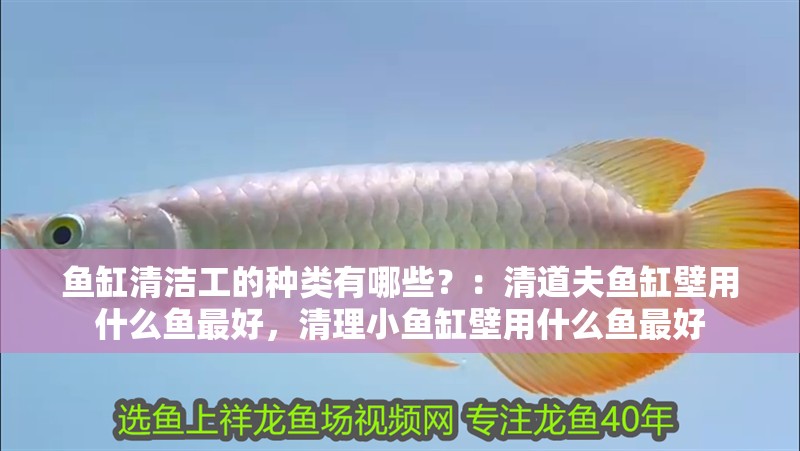 魚缸清潔工的種類有哪些？：清道夫魚缸壁用什么魚最好，清理小魚缸壁用什么魚最好