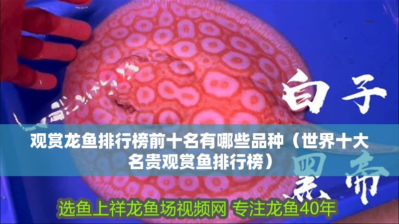 觀賞龍魚排行榜前十名有哪些品種（世界十大名貴觀賞魚排行榜）