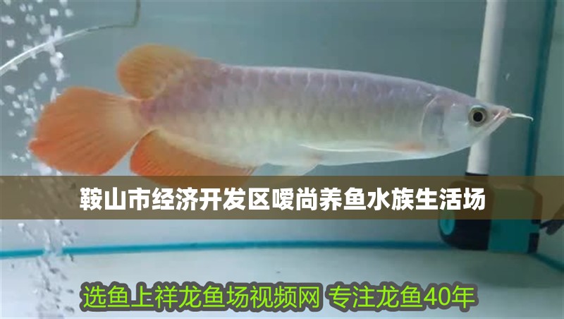 <strong><mark>鞍山</mark></strong>市經濟開發區噯尚養魚水族生活場