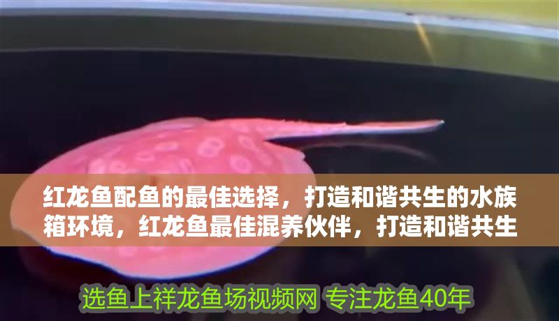 紅龍魚配魚的最佳選擇，打造和諧共生的水族箱環境，紅龍魚最佳混養伙伴，打造和諧共生的水族箱 紅龍魚配魚的最佳選擇，打造和諧共生的水族箱環境，紅龍魚最佳混養伙伴，打造和諧共生的水族箱 龍魚百科 第1張