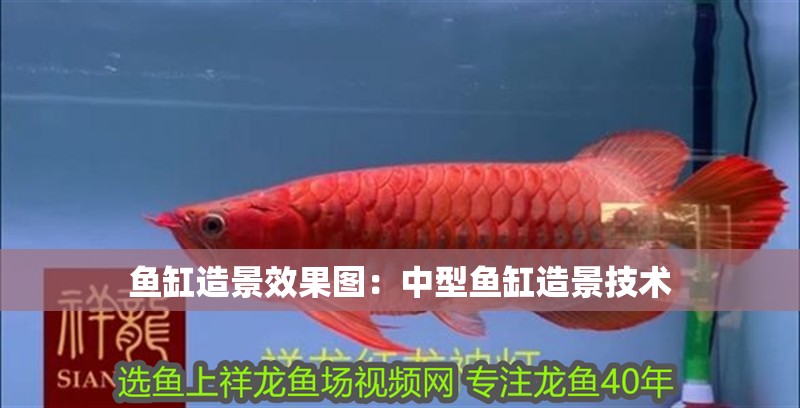 魚缸造景效果圖：中型魚缸造景技術