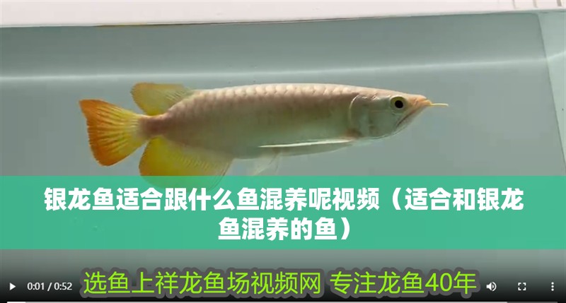 銀龍魚適合跟什么魚混養呢視頻（適合和銀龍魚混養的魚）